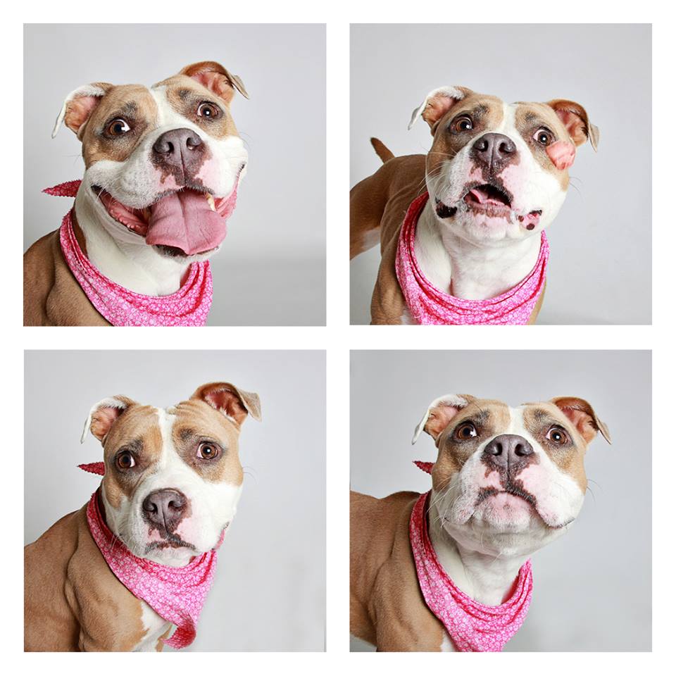 Dog photo booth helps shelter dogs get adopted (doggie photo booth pictures)Photos: Guinnevere Shuster | The Humane Society of Utah