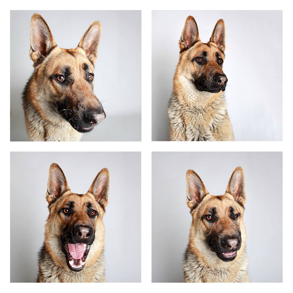 Dog photo booth helps shelter dogs get adopted (doggie photo booth pictures)Photos: Guinnevere Shuster | The Humane Society of Utah