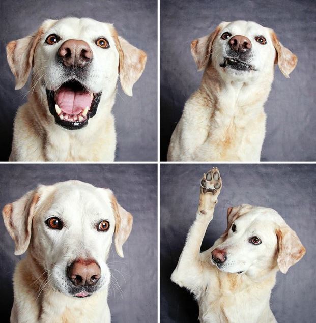 Dog photo booth helps shelter dogs get adopted (doggie photo booth pictures)Photos: Guinnevere Shuster | The Humane Society of Utah