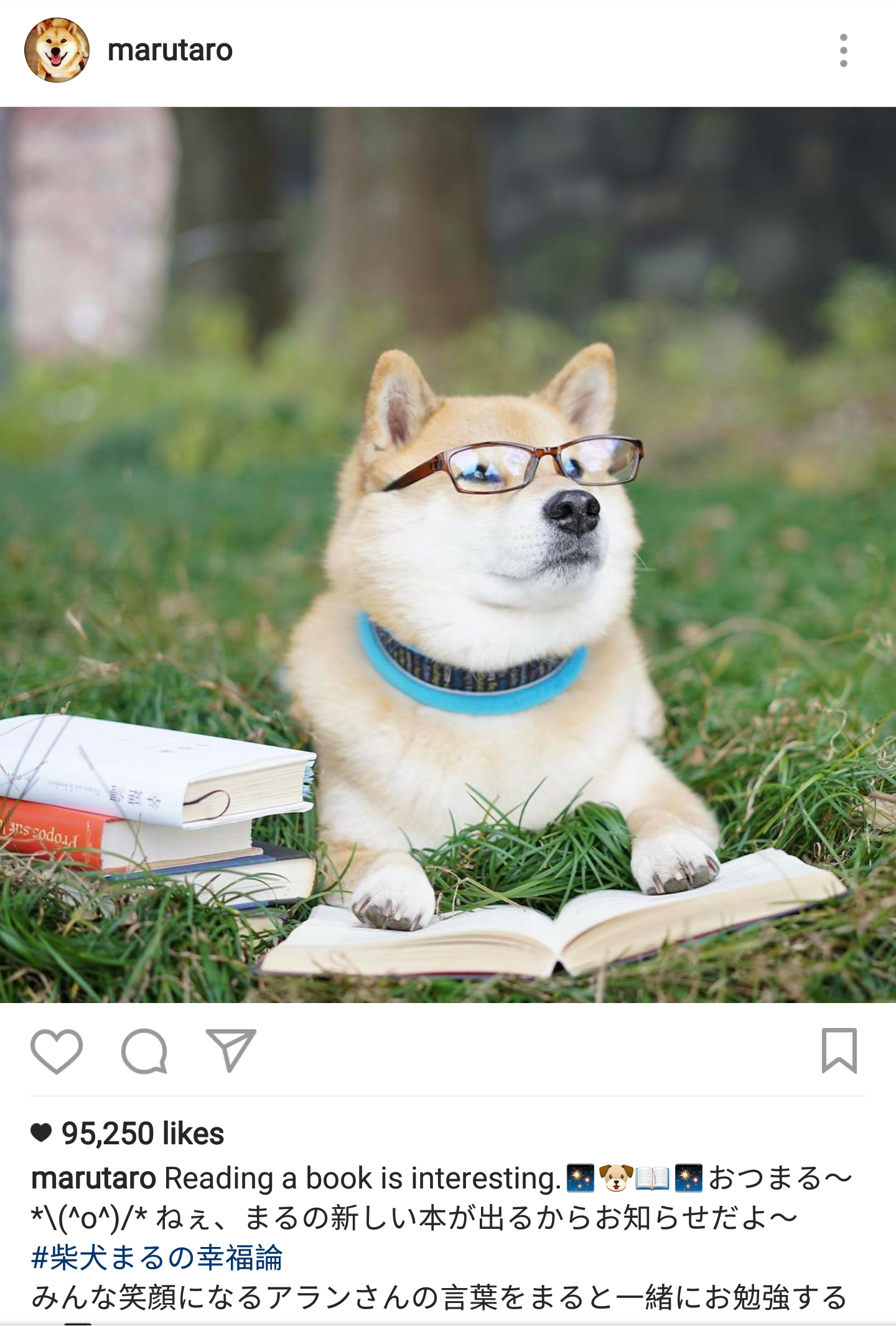 @marutaro is a Shiba Inu with over 2.5 million followers on Instagram! Posed photos, hilarious doggy expressions and quite comical & creative parents.  