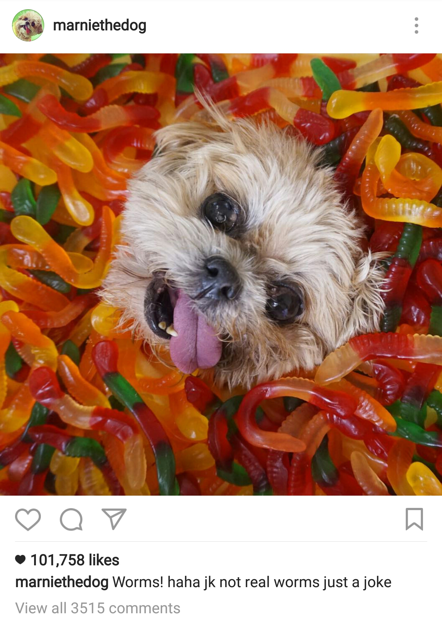 @marniethedog is a 15 year old Shih Tzu with over 2 million Instagram fans and a great message about dog adoption. This shelter pup found her fame after being rescued at the age of 11, and helps spread reminders about the love and companionship of senior dogs. Sun's out, tongue's out- way to be cute with that little tongue hanging out in nearly all your photos Marnie!  