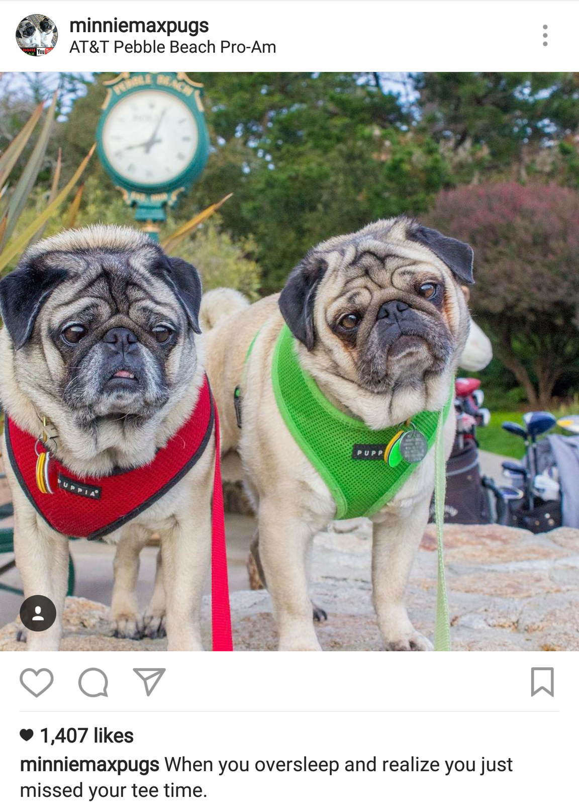@minniemaxpugs has about 106k followers and is just what the doctor ordered for a little extra happiness in your life (and that order is a double shot of twin pug cuteness!) They've even been on Good Morning America, The Tonight Show, Animal Planet, Ellen, Disney.com, YouTube!