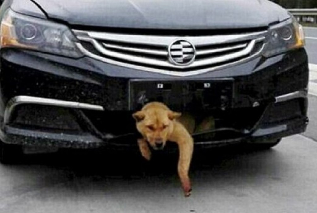 Dog cheats death: driven 250 miles stuck in front end of car who hit