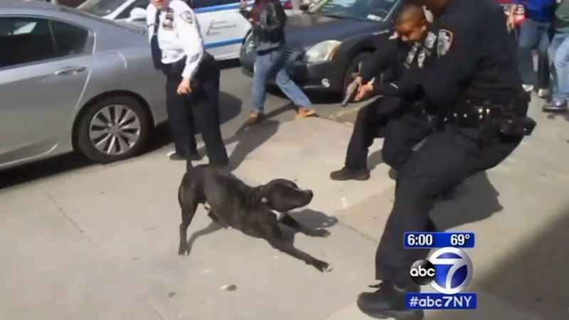 Police open fire on dog and crowd of unarmed