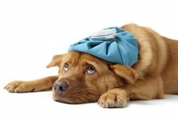 Dog flu hits Chicago and puts adoptions on hold National Dog Scene