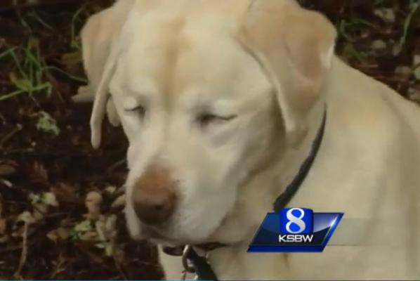 Sage the blind yellow lab is back home after getting lost in the woods for a week. Screenshot: KSBW-TV