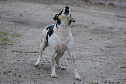 dogs howl photo