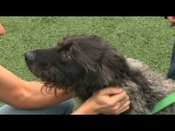 Obesity epidemic affects U.S. Pets